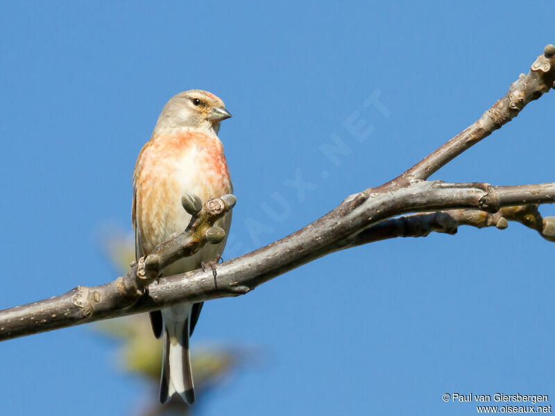 Linotte mélodieuseadulte