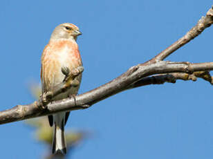 Linotte mélodieuse