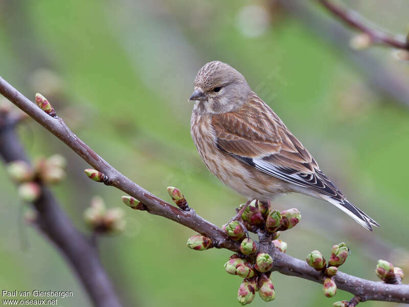 Common Linnet female adult, identification