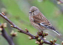 Common Linnet