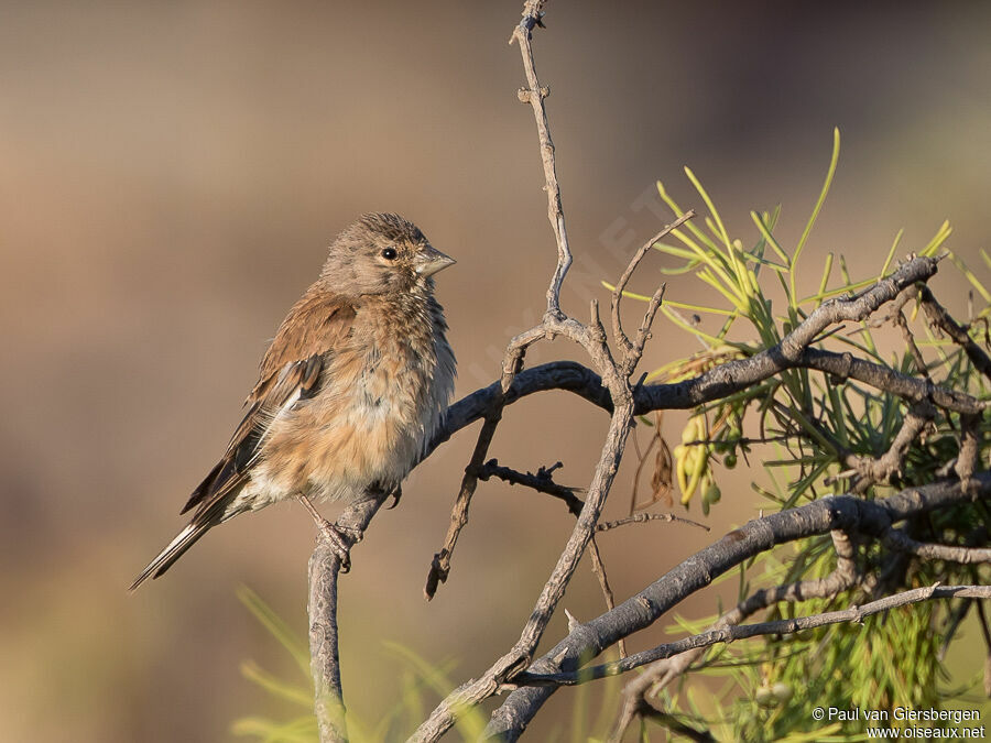 Linotte mélodieuseadulte