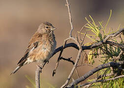 Common Linnet