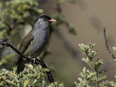 Bush Blackcap