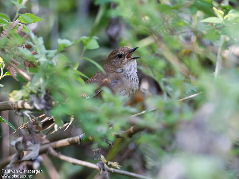 Russet Bush Warbleradult, song