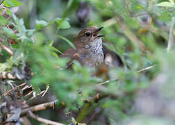 Russet Bush Warbler