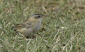 Pallas's Grasshopper Warbler