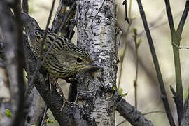 Lanceolated Warbler