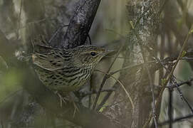 Lanceolated Warbler