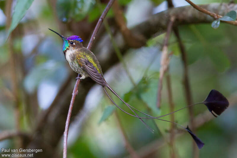 Marvelous Spatuletail male adult, identification