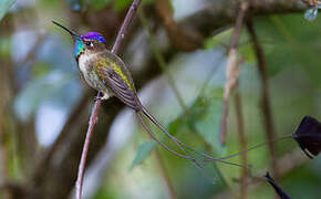 Marvelous Spatuletail