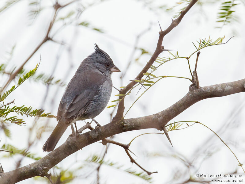 Grey-crested Finch