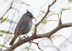 Grey-crested Finch