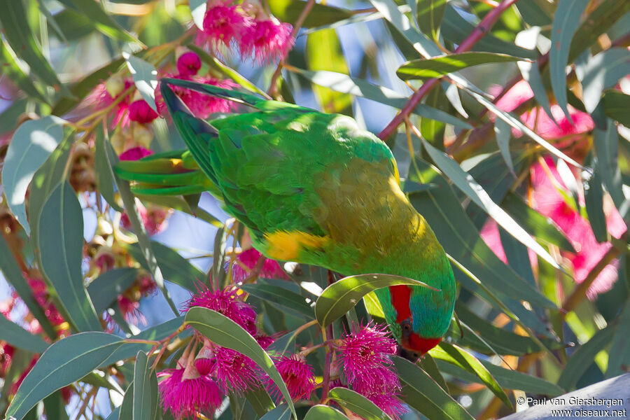 Musk Lorikeetadult