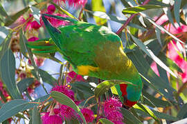 Musk Lorikeet