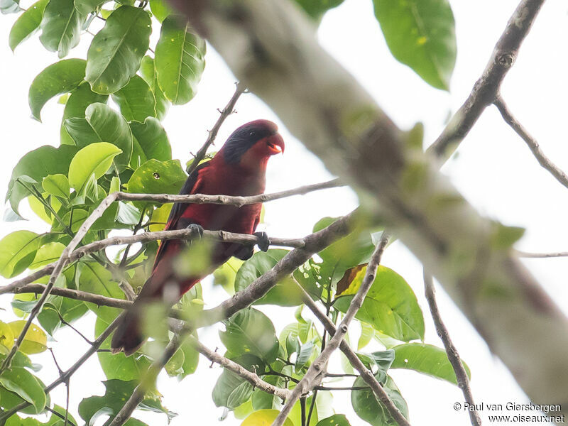 Black-winged Lory