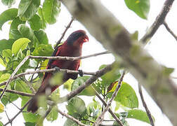 Black-winged Lory