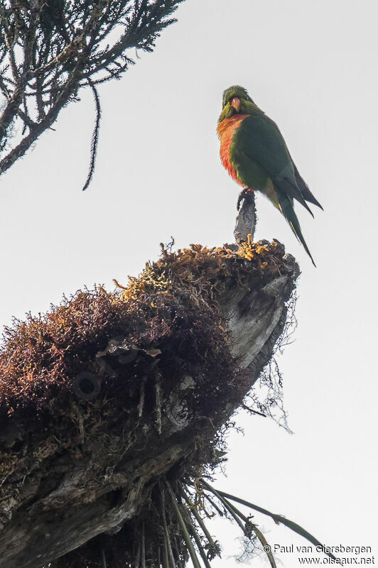 Orange-billed Lorikeet