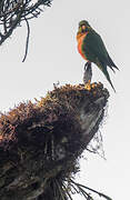 Orange-billed Lorikeet