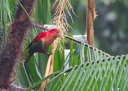 Chattering Lory