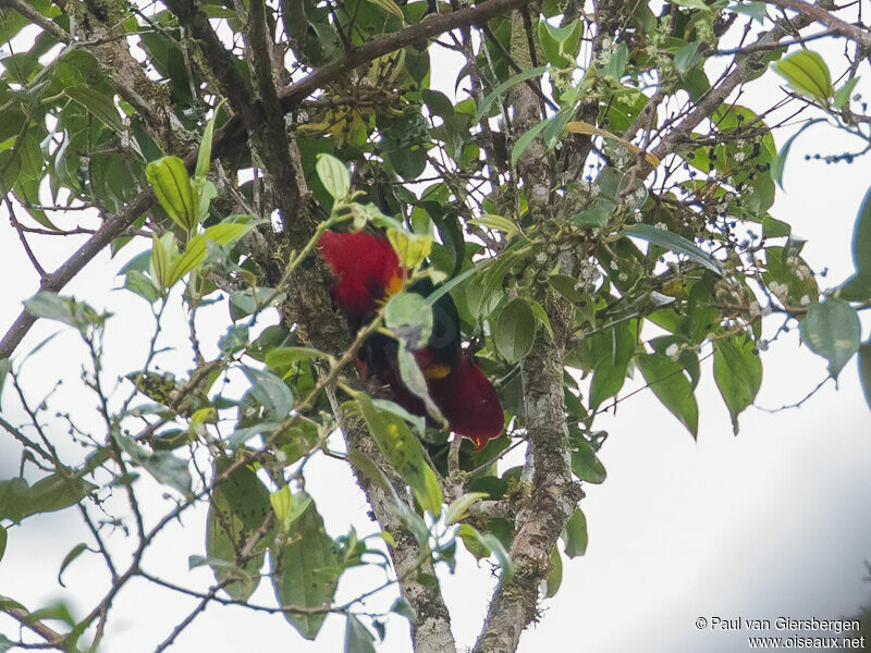 West Papuan Lorikeet