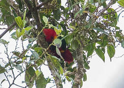 Papuan Lorikeet