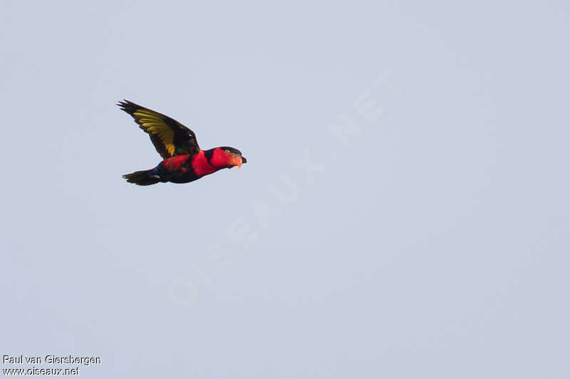 Black-capped Loryadult