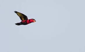 Black-capped Lory