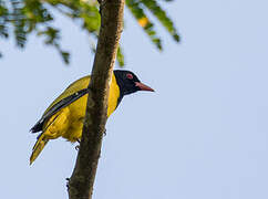 Black-winged Oriole