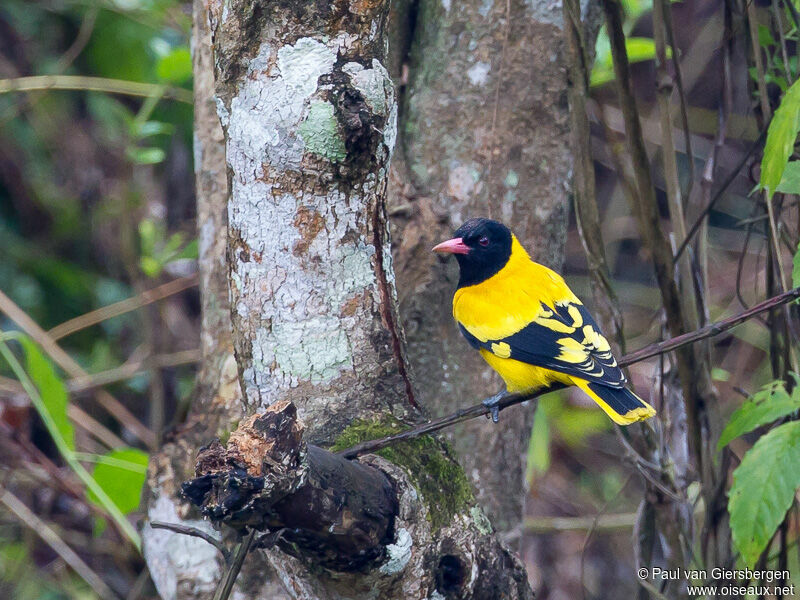 Black-hooded Oriole