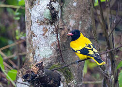 Black-hooded Oriole