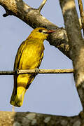 White-lored Oriole