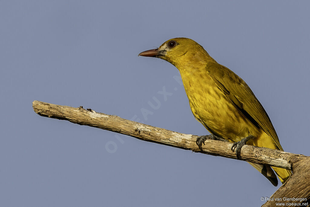 White-lored Orioleadult