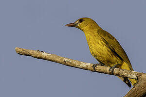 Loriot à face blanche