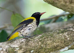 Dark-throated Oriole