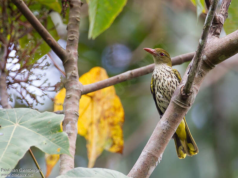 Dark-throated Oriole female adult, identification