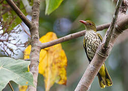 Dark-throated Oriole