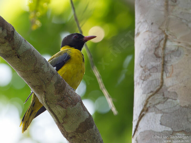 Western Oriole