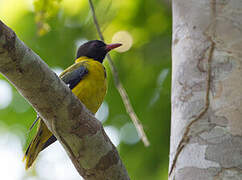 Western Oriole