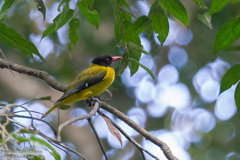 Western Orioleadult, identification