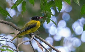 Western Oriole