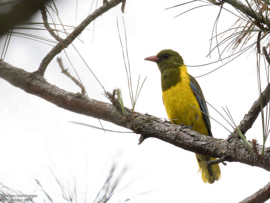 Green-headed Orioleadult, identification