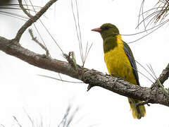 Green-headed Oriole