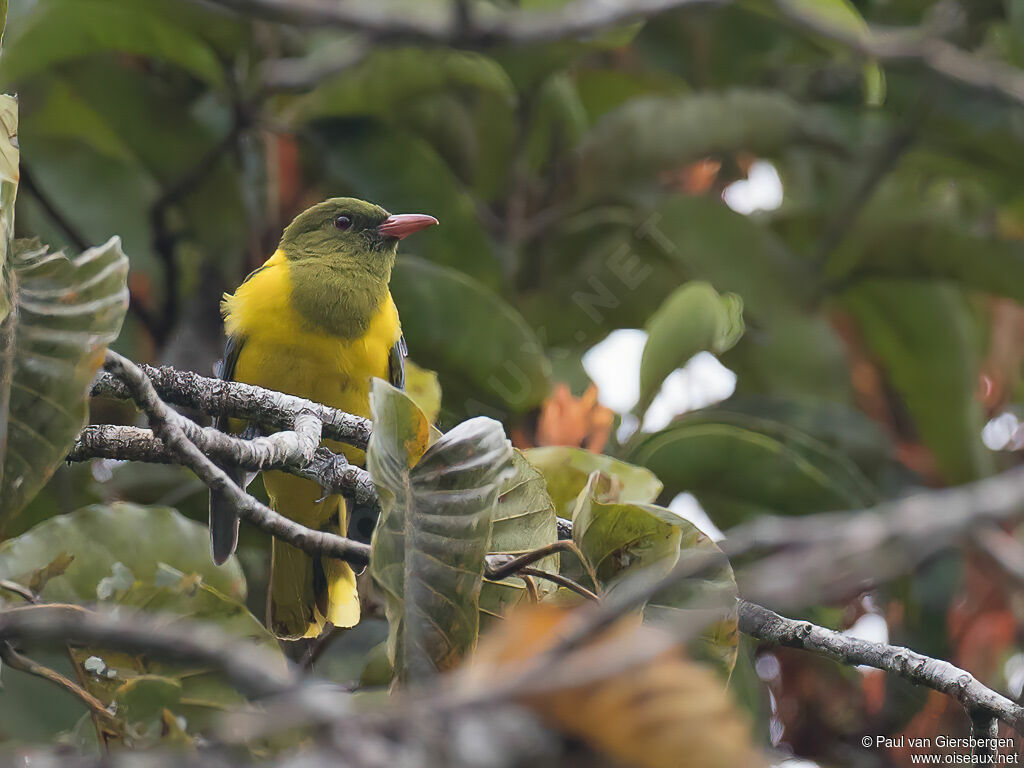 Green-headed Oriole