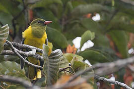 Green-headed Oriole