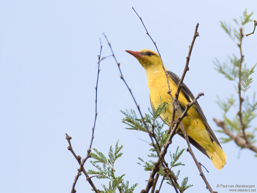 Eurasian Golden Orioleadult