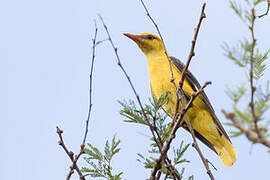 Eurasian Golden Oriole