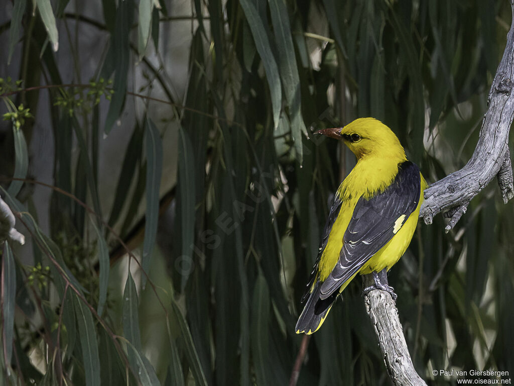 Eurasian Golden Oriole male adult