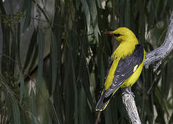 Eurasian Golden Oriole