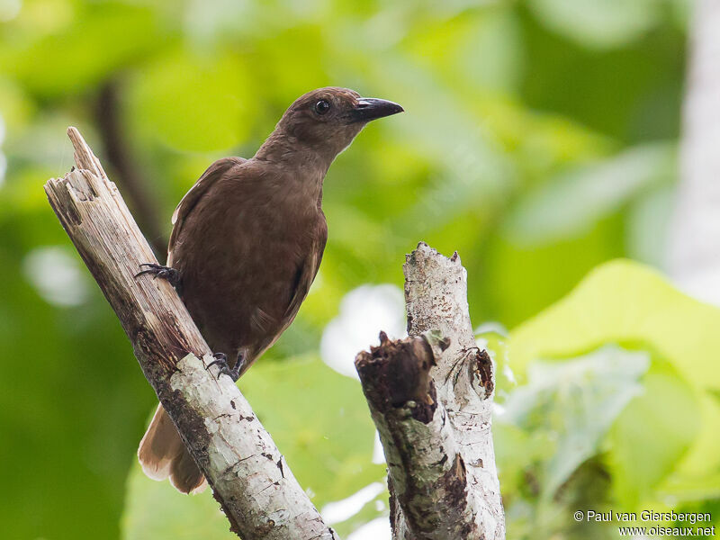 Dusky-brown Orioleadult