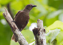 Dusky-brown Oriole